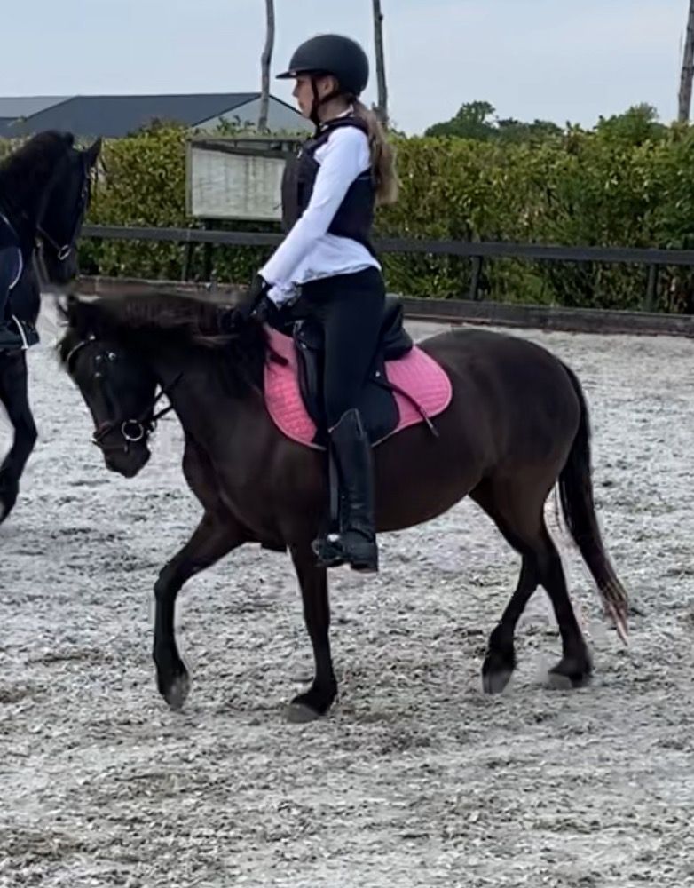 allround-pony Merrie 7 jaar Donkerbruin te koop - Foto 3