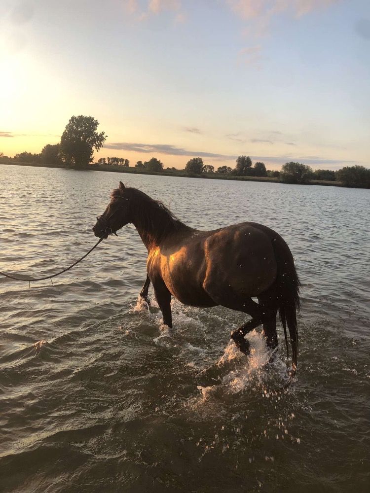 allround-pony Merrie 7 jaar Donkerbruin te koop - Foto 6