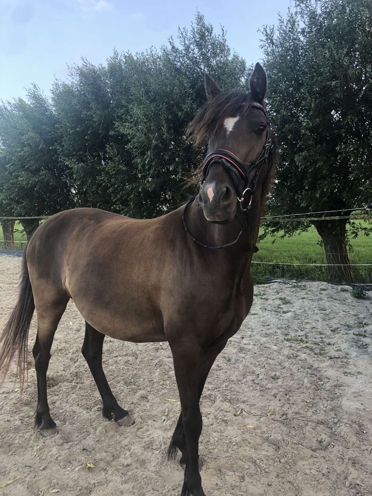 allround-pony Merrie 7 jaar Donkerbruin te koop - Foto 5