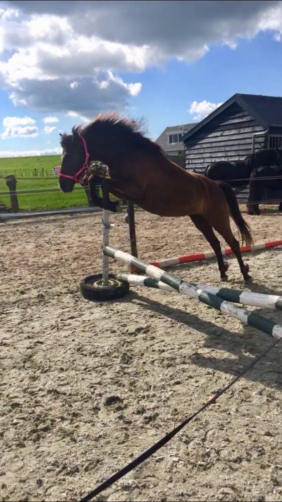 Lieve b pony