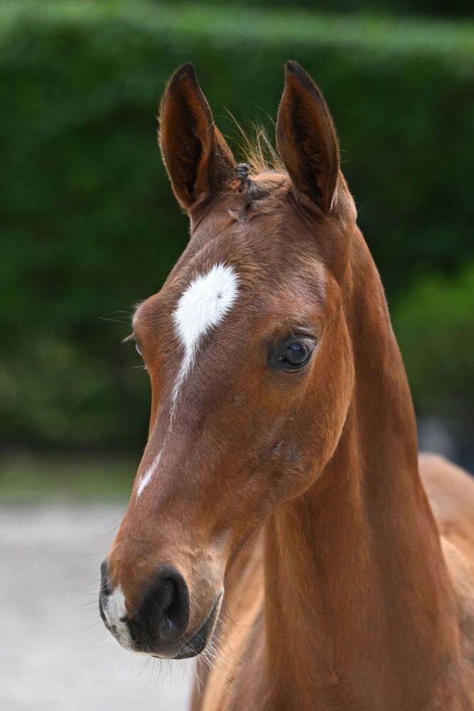 Zangersheide springpaard Hengst Bruin te koop - Hoofdfoto