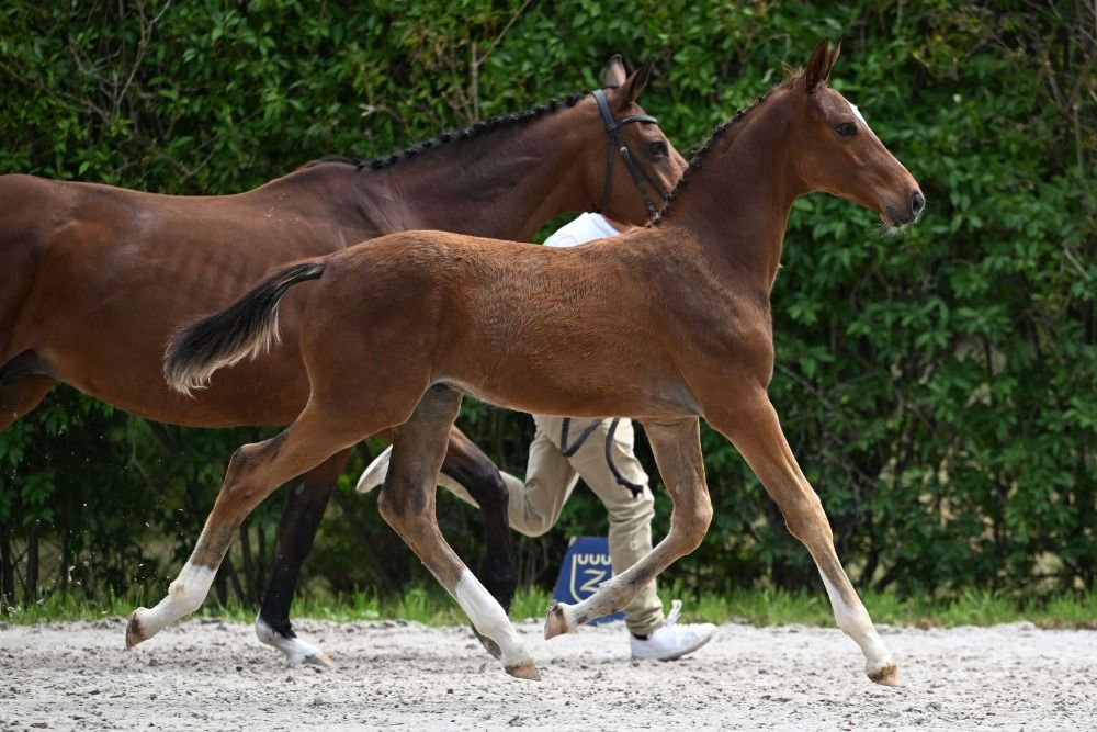 Zangersheide springpaard Hengst Bruin te koop - Foto 2
