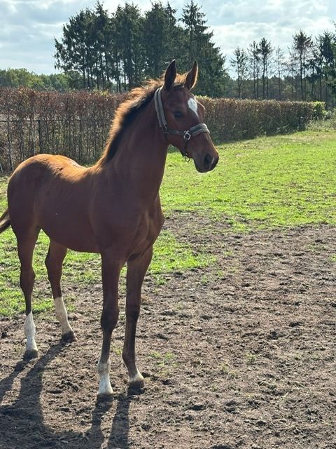 Zangersheide springpaard Hengst Bruin te koop - Foto 3