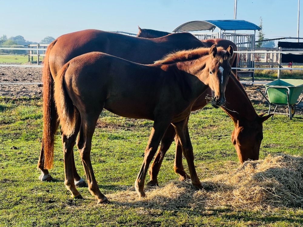 Hannover dressuurpaard Merrie Vos te koop - Foto 4
