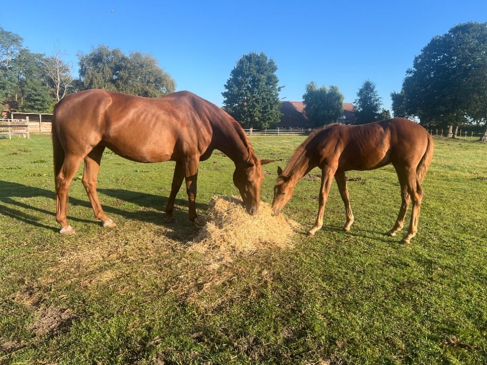 Hannover dressuurpaard Merrie Vos te koop - Foto 6