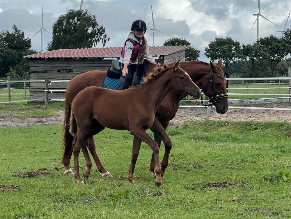 Hannover dressuurpaard Merrie Vos te koop - Foto 5