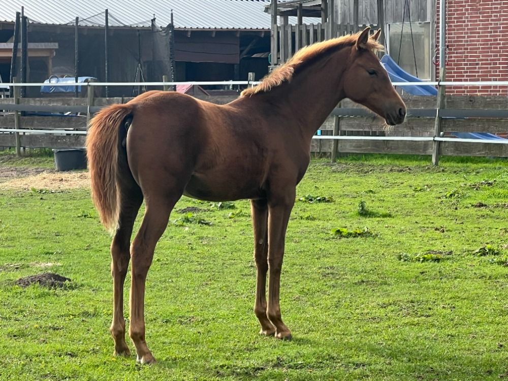 Hannover dressuurpaard Merrie Vos te koop - Foto 3