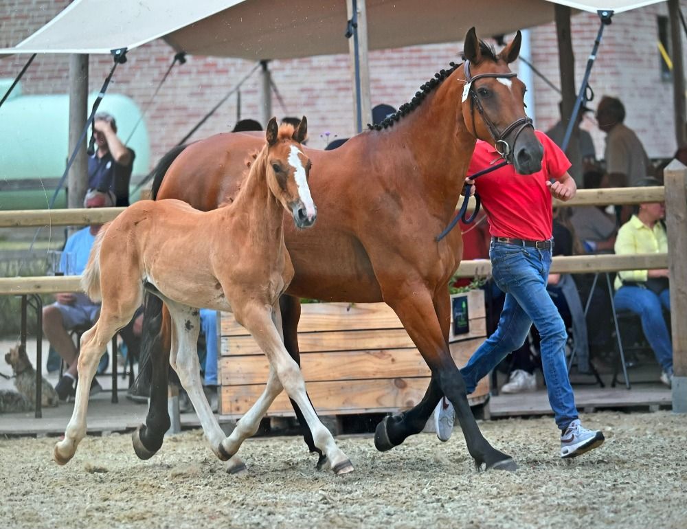 BWP springpaard Hengst Vos te koop - Foto 2