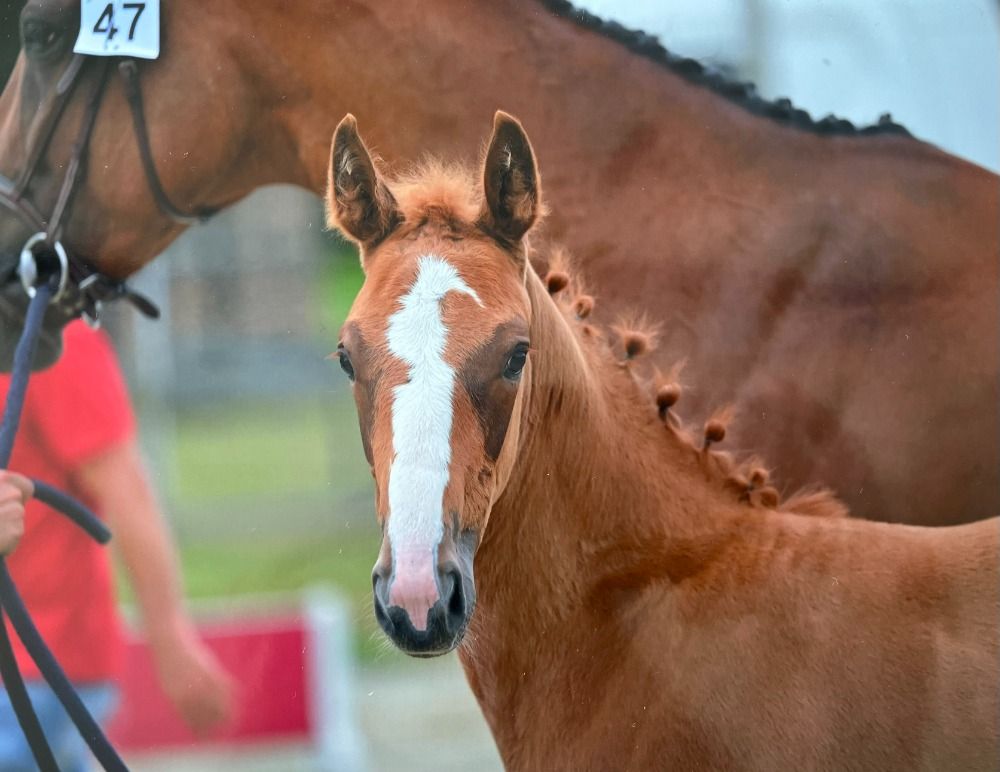 BWP springpaard Hengst Vos te koop - Hoofdfoto