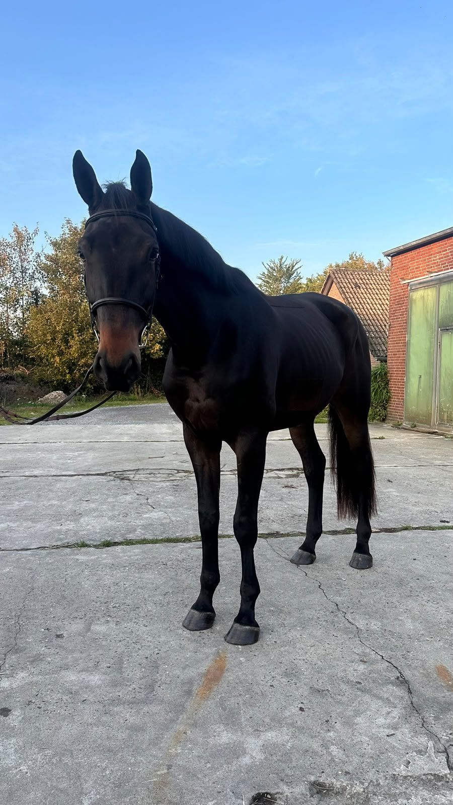 zangersheide springpaard ruin 6 years old donkerbruin for sale - Photo 2