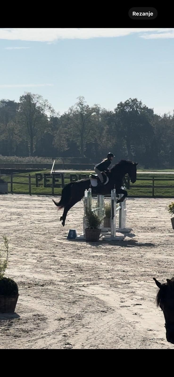 Elliot H Z, Springpaard, Ruin, 6 jaar