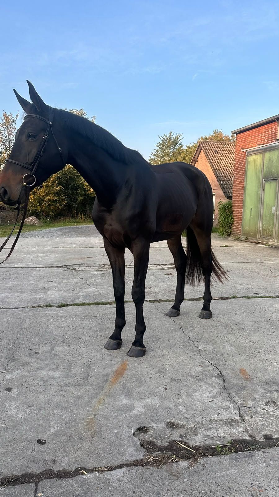 zangersheide springpaard ruin 6 years old donkerbruin for sale - Photo 3