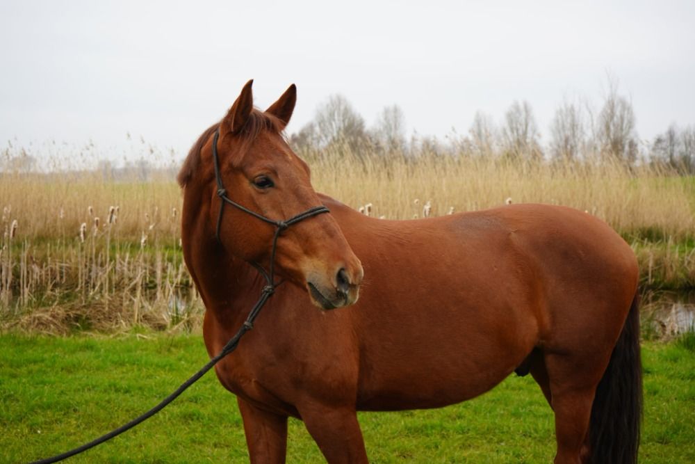 Stoere vosruin van Dreamboy