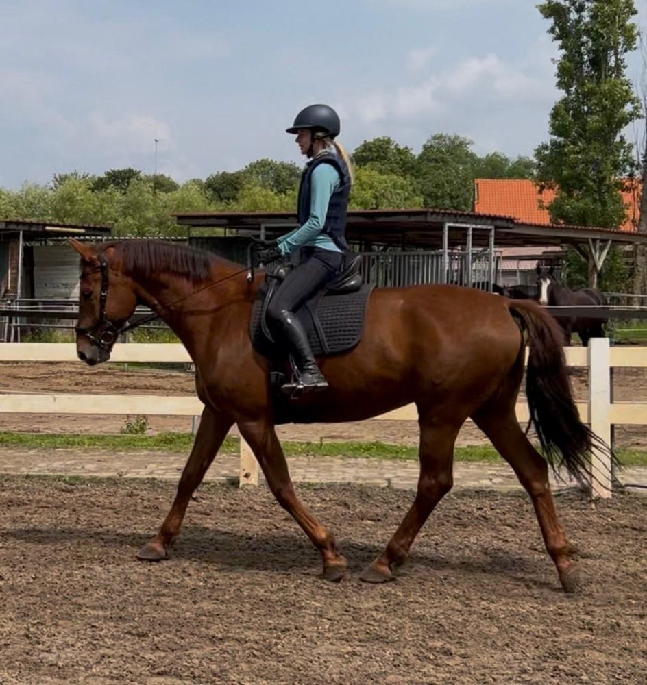 KWPN dressuurpaard Ruin 7 jaar Vos te koop - Foto 5