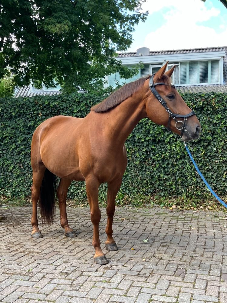 KWPN dressuurpaard Ruin 7 jaar Vos te koop - Foto 3