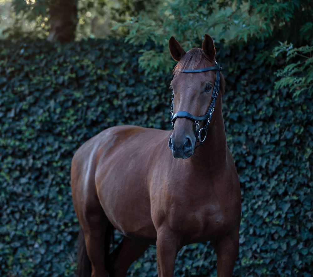 KWPN dressuurpaard Ruin 7 jaar Vos te koop - Foto 2
