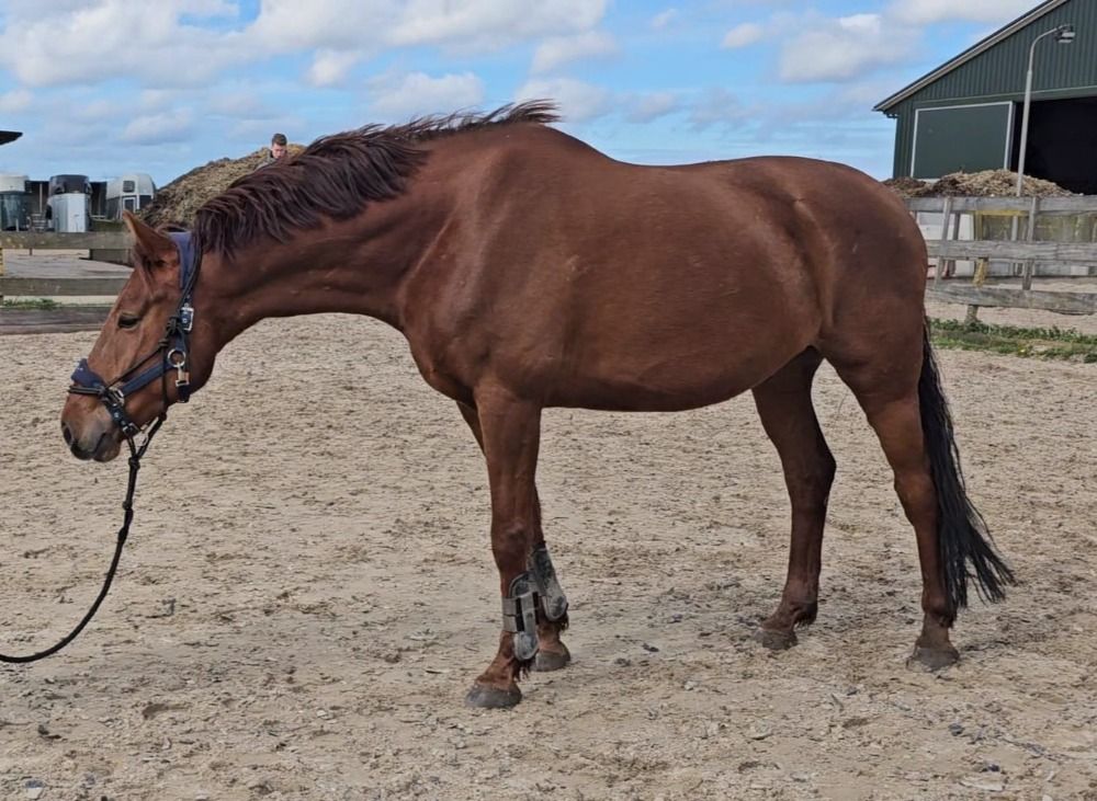 KWPN dressuurpaard Ruin 7 jaar Vos te koop - Foto 4