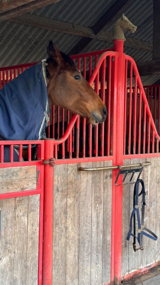 SBS eventingpaard Merrie 5 jaar Kastanje te koop - Foto 2