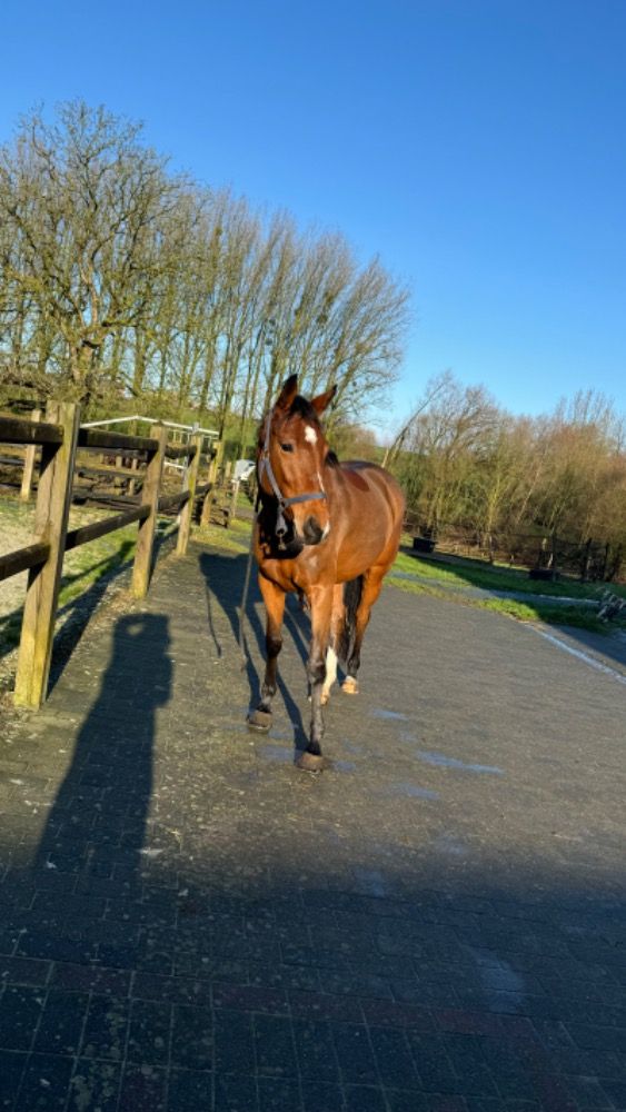 SBS eventingpaard Merrie 5 jaar Kastanje te koop - Foto 3