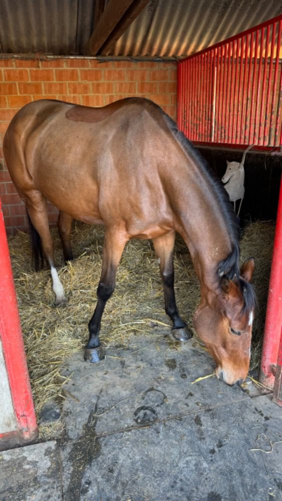 SBS eventingpaard Merrie 5 jaar Kastanje te koop - Foto 4