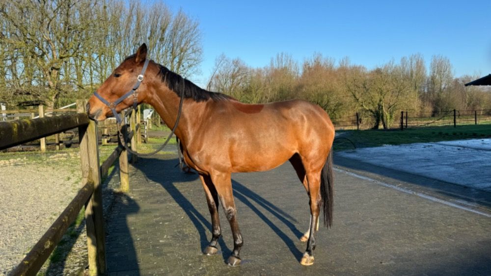 SBS eventingpaard Merrie 5 jaar Kastanje te koop - Foto 5