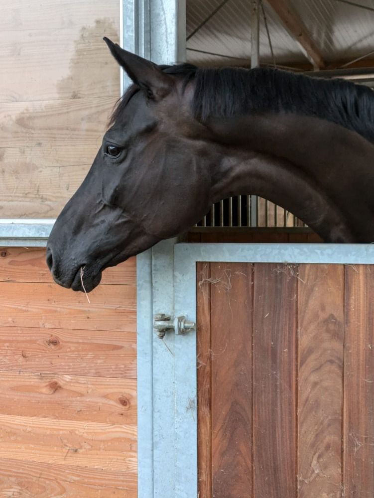 6 -jarige Rapp Mare van Fantastic Dressage Horse