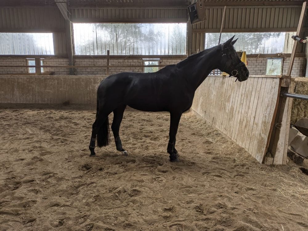 Hannover dressuurpaard Merrie 6 jaar Zwart te koop - Foto 4
