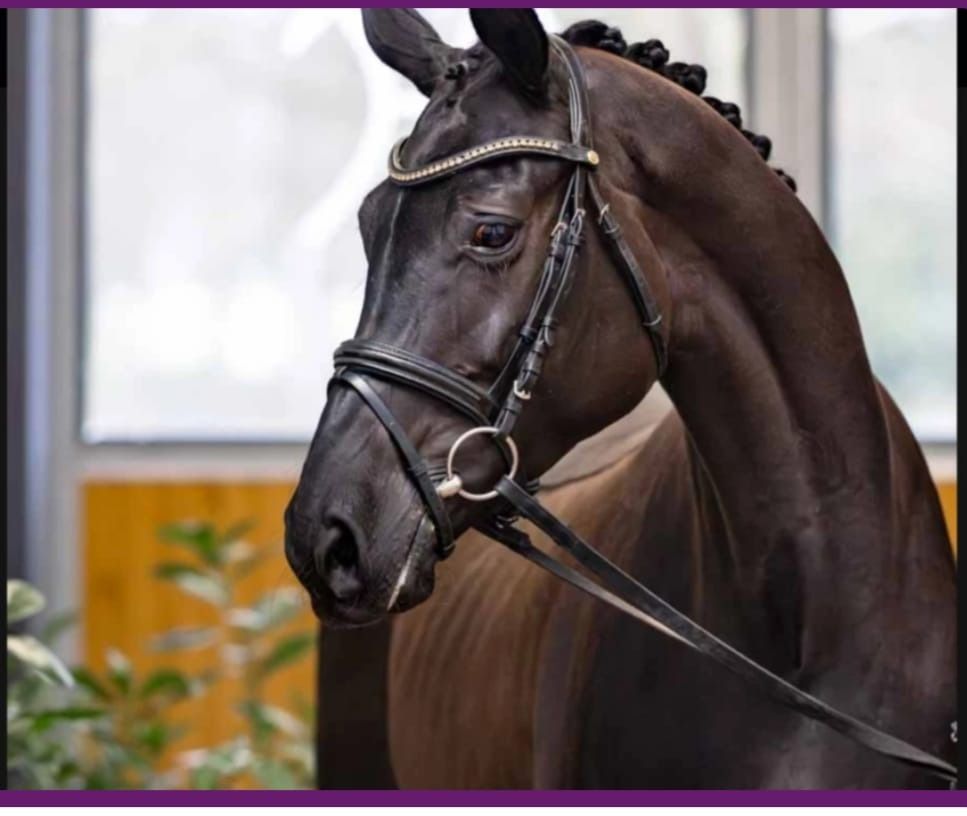 Hannover dressuurpaard Merrie 6 jaar Zwart te koop - Foto 3