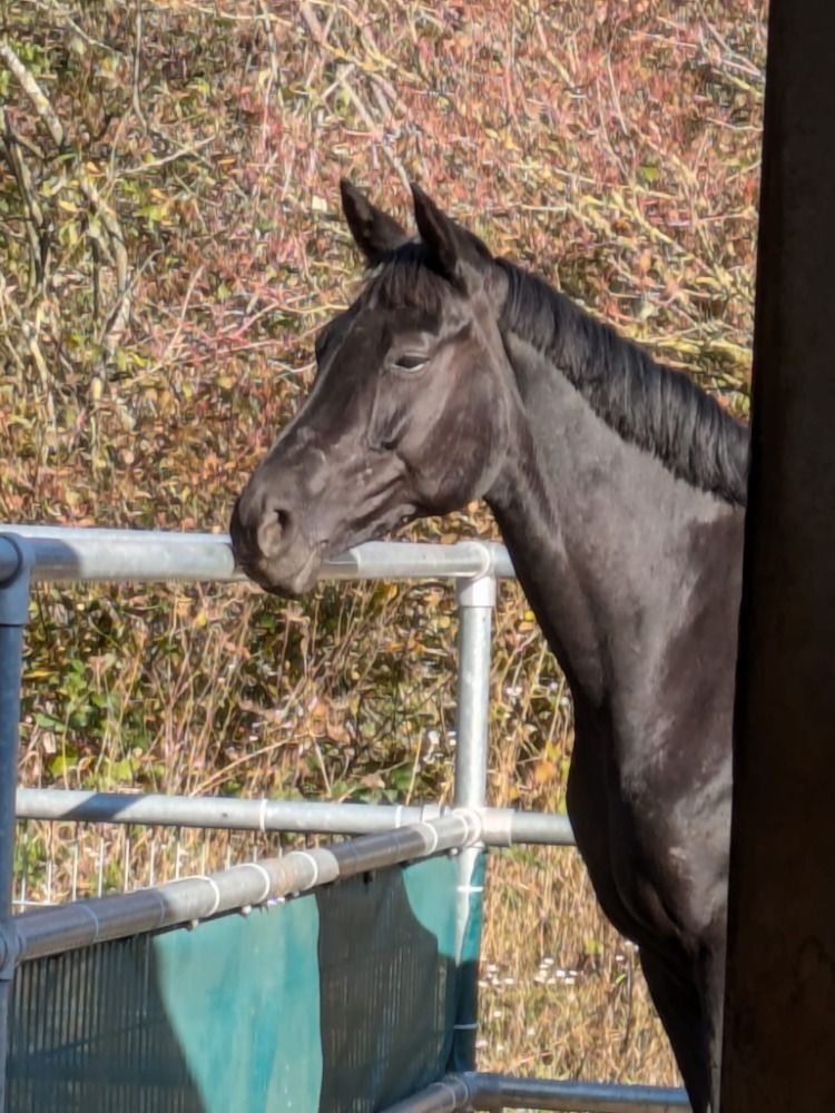 Hannover dressuurpaard Merrie 6 jaar Zwart te koop - Foto 2