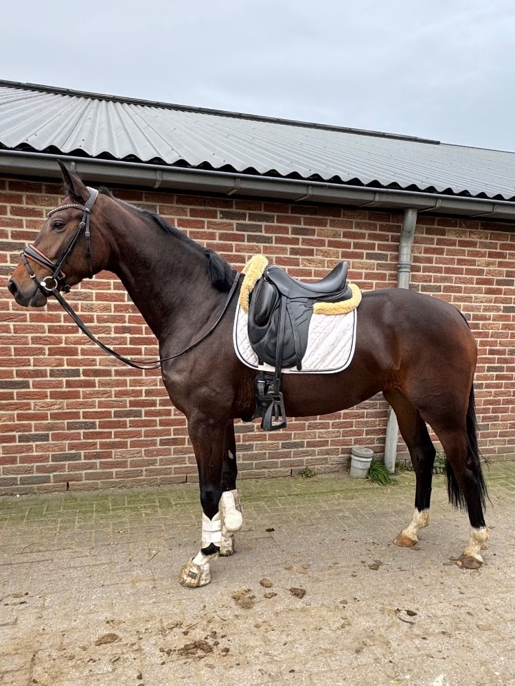 3,5 jarige dressuurmerrie