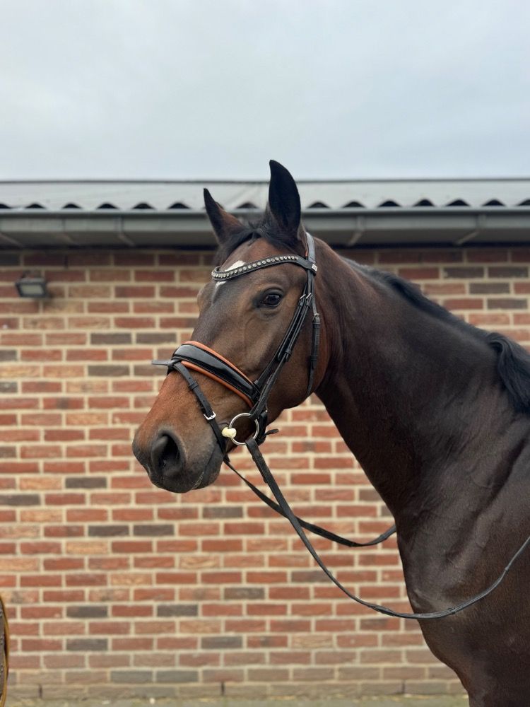 KWPN dressuurpaard Merrie 3 jaar Bruin te koop - Foto 2