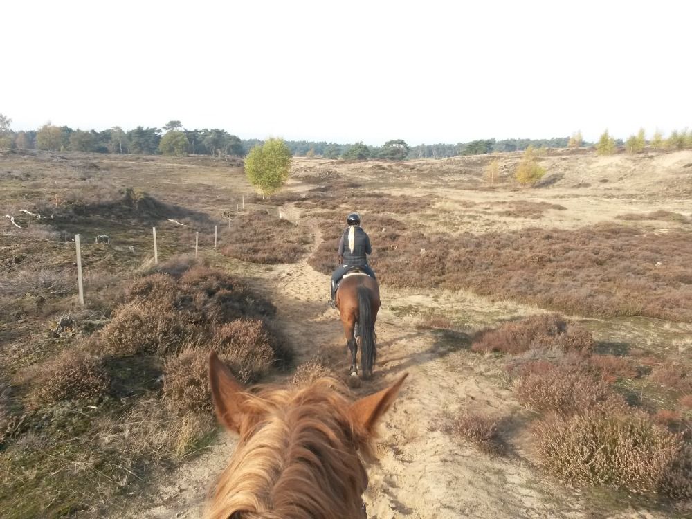 Centraal op de VELUWE - Luxe paardenobject met modern landhuis - 3 badkamers - studio - kelder - Foto 3