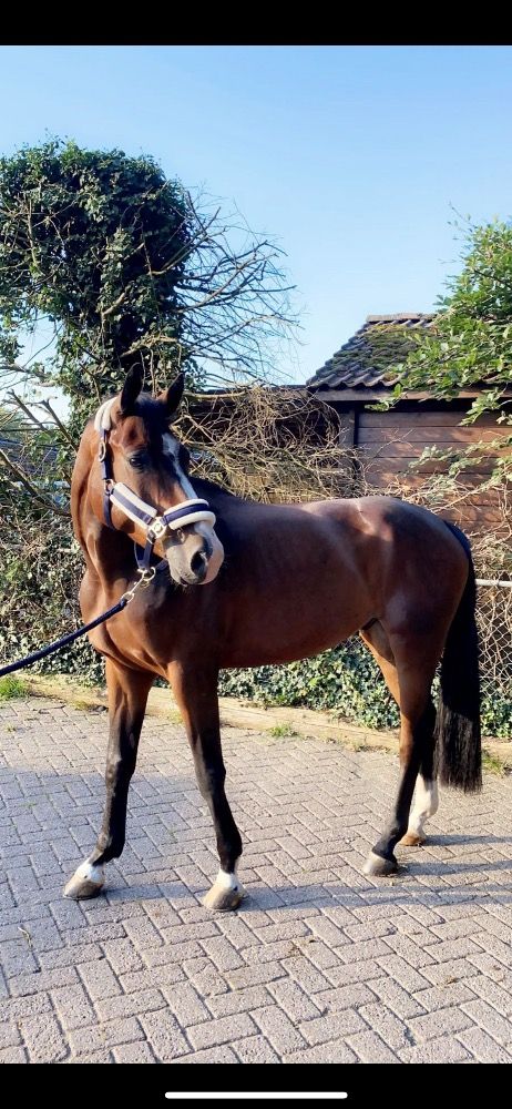 KWPN springpaard Ruin 10 jaar Bruin te koop - Foto 3