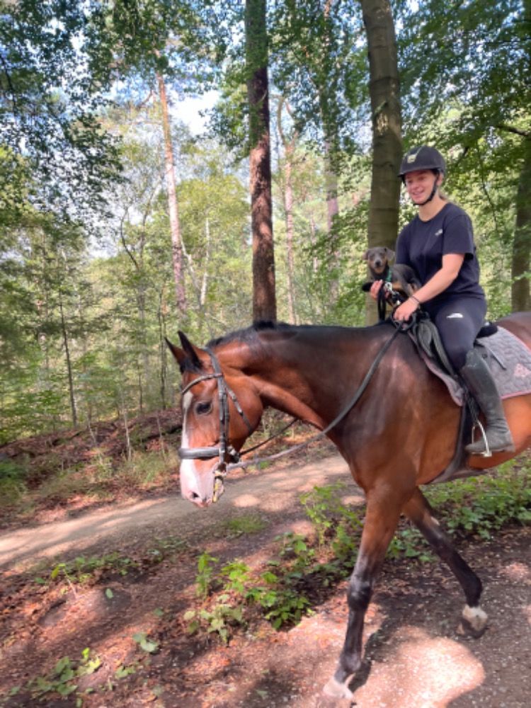 KWPN springpaard Ruin 10 jaar Bruin te koop - Foto 5