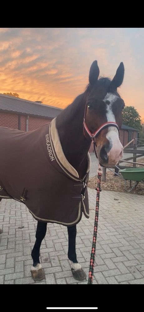 KWPN springpaard Ruin 10 jaar Bruin te koop - Hoofdfoto