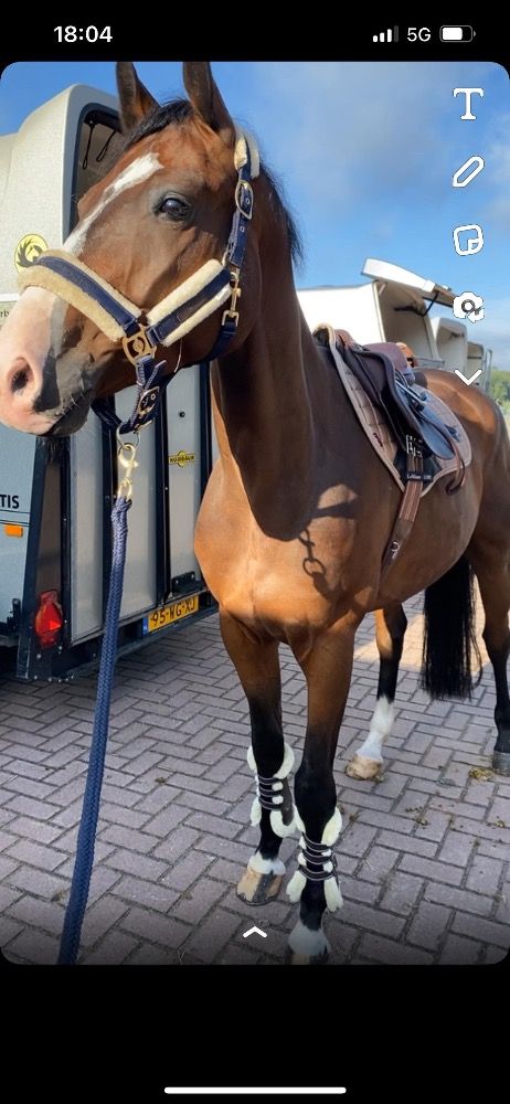KWPN springpaard Ruin 10 jaar Bruin te koop - Foto 2