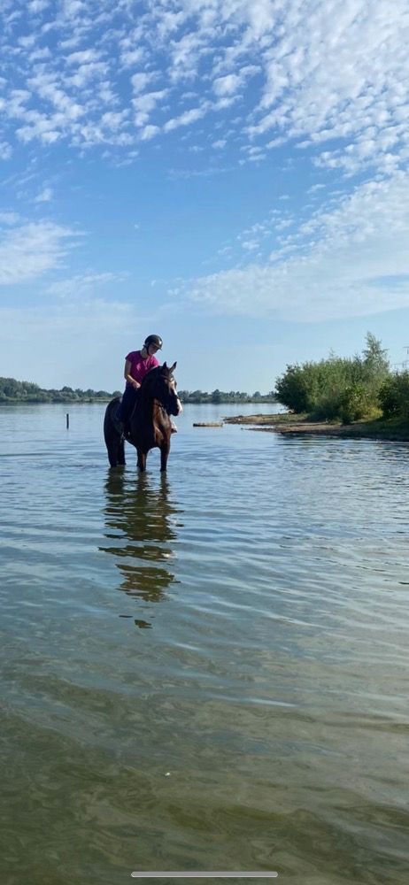KWPN springpaard Ruin 10 jaar Bruin te koop - Foto 4