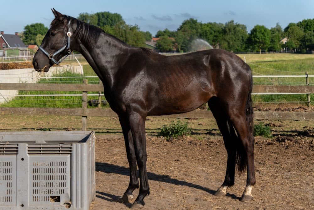 KWPN allrounder Ruin 2 jaar Donkerbruin te koop - Foto 2
