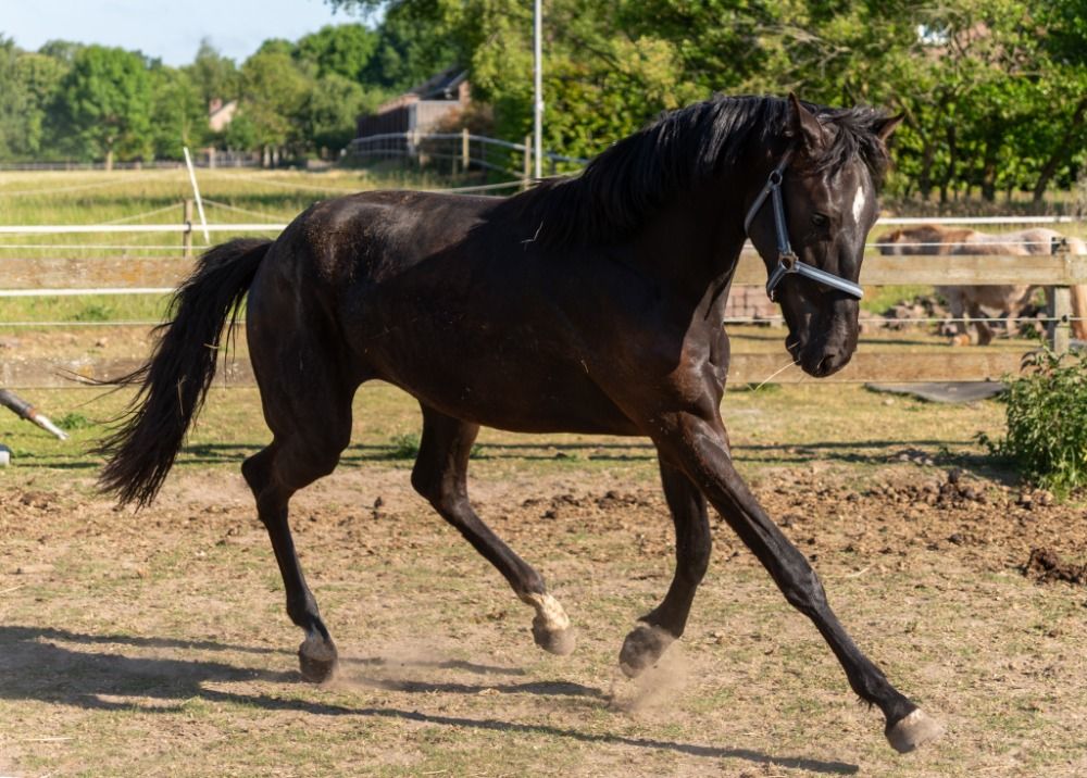 KWPN allrounder Ruin 2 jaar Donkerbruin te koop - Hoofdfoto