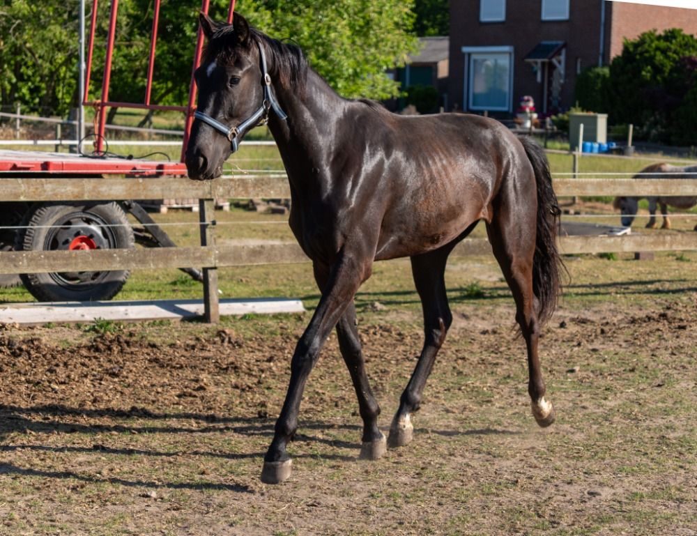 KWPN allrounder Ruin 2 jaar Donkerbruin te koop - Foto 3