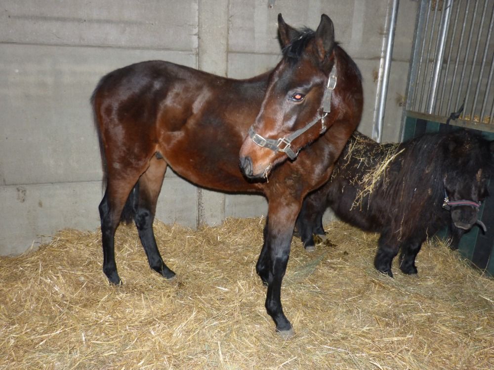 Selle Fran�ais springpaard Hengst 2 years old Donkerbruin for sale - Photo 3