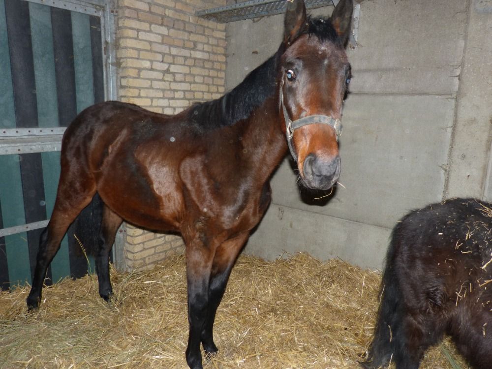 SALE COLT 2 YEARS OLD