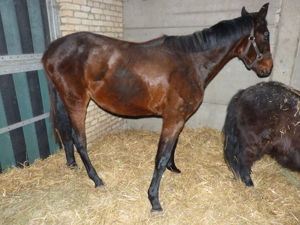 Selle Fran�ais springpaard Hengst 2 years old Donkerbruin for sale - Photo 2