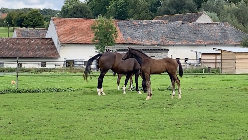 Oldenburg dressuurpaard Hengst Donkerbruin te koop - Foto 6