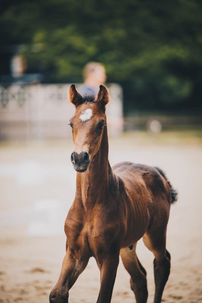 Especially modern & beautiful in type, Colt by Franklin with good uphill movements (Oldenburg Premium Award)