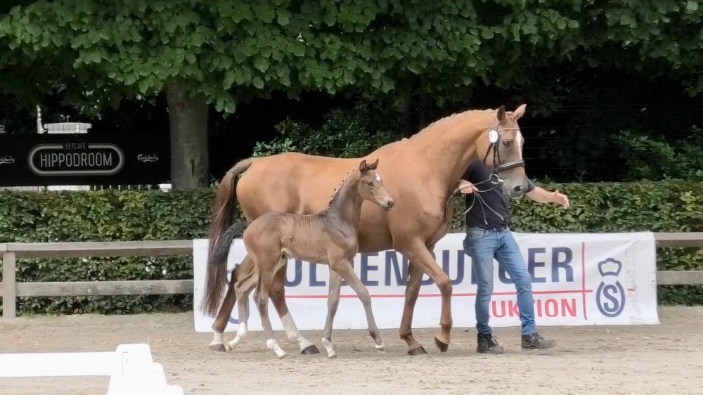 Oldenburg dressuurpaard Hengst Donkerbruin te koop - Foto 4