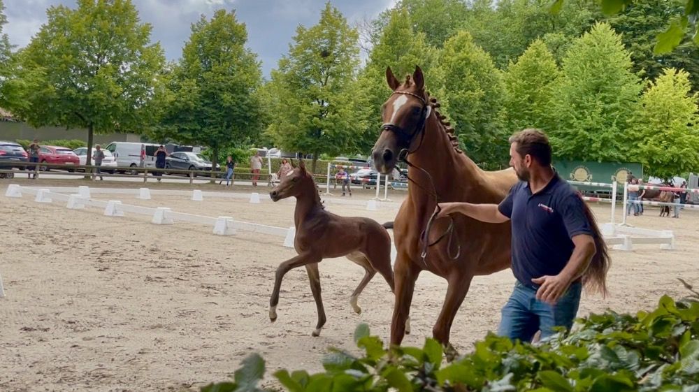 Oldenburg dressuurpaard Hengst Donkerbruin te koop - Foto 3