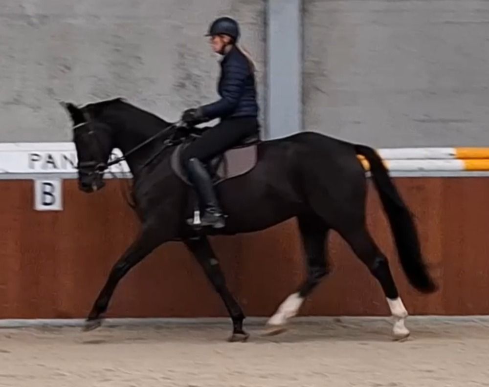 KWPN dressuurpaard Ruin 4 lat Zwart na sprzedaż - Zdjęcie 5