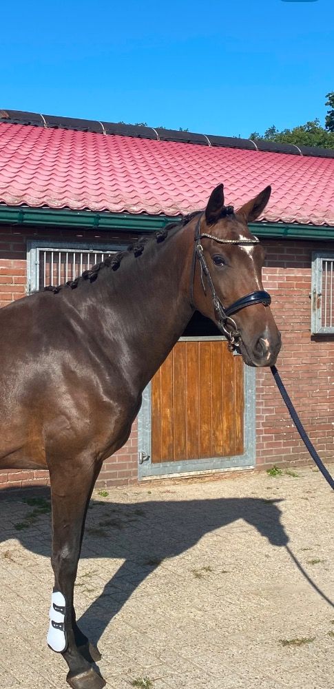 Mooie 2,5 jarige merrie met veel potentie