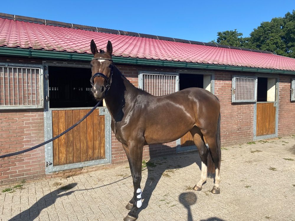 KWPN dressuurpaard Merrie 2 jaar Donkerbruin te koop - Foto 2